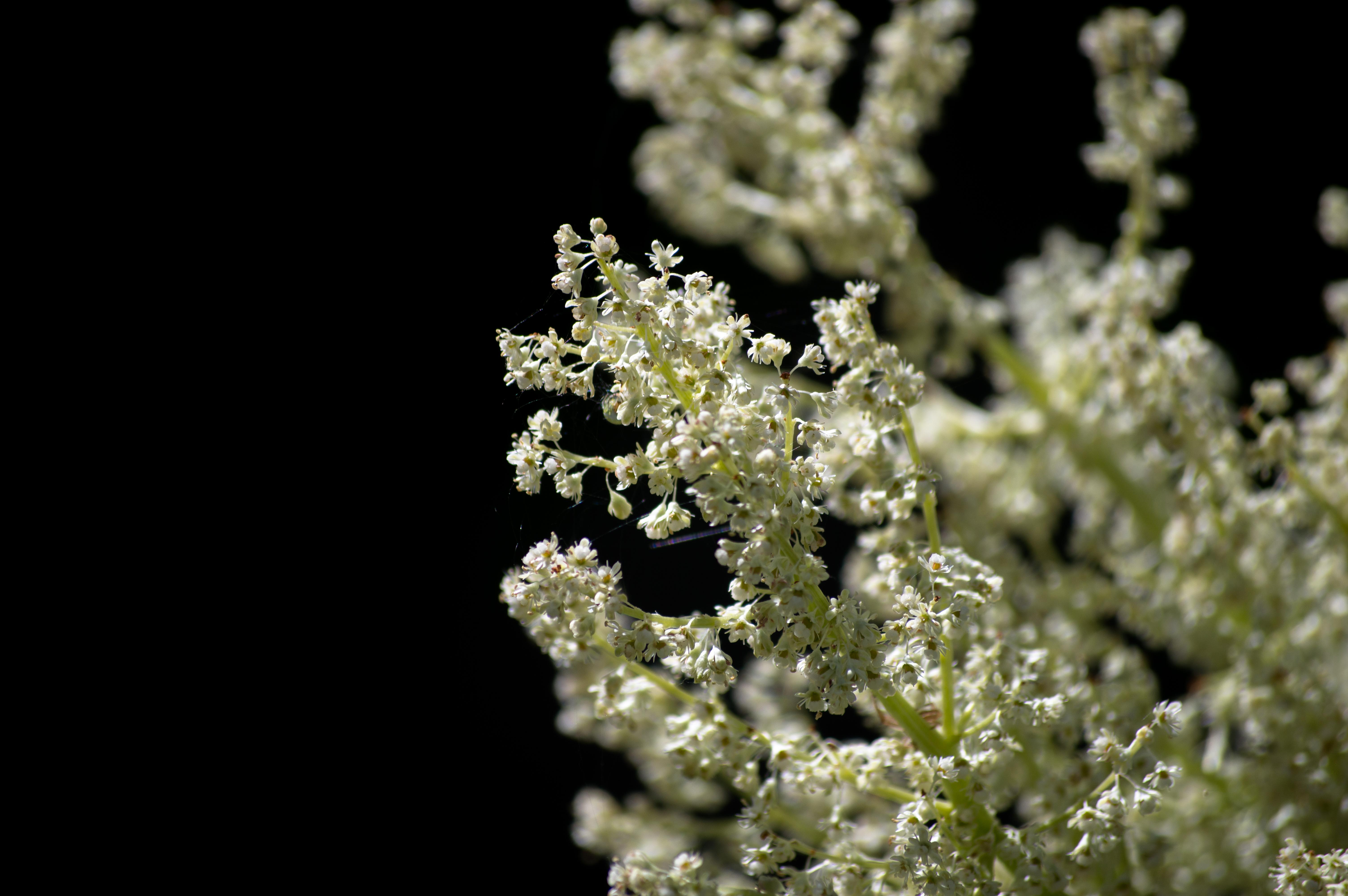 White rhubarb blossoms