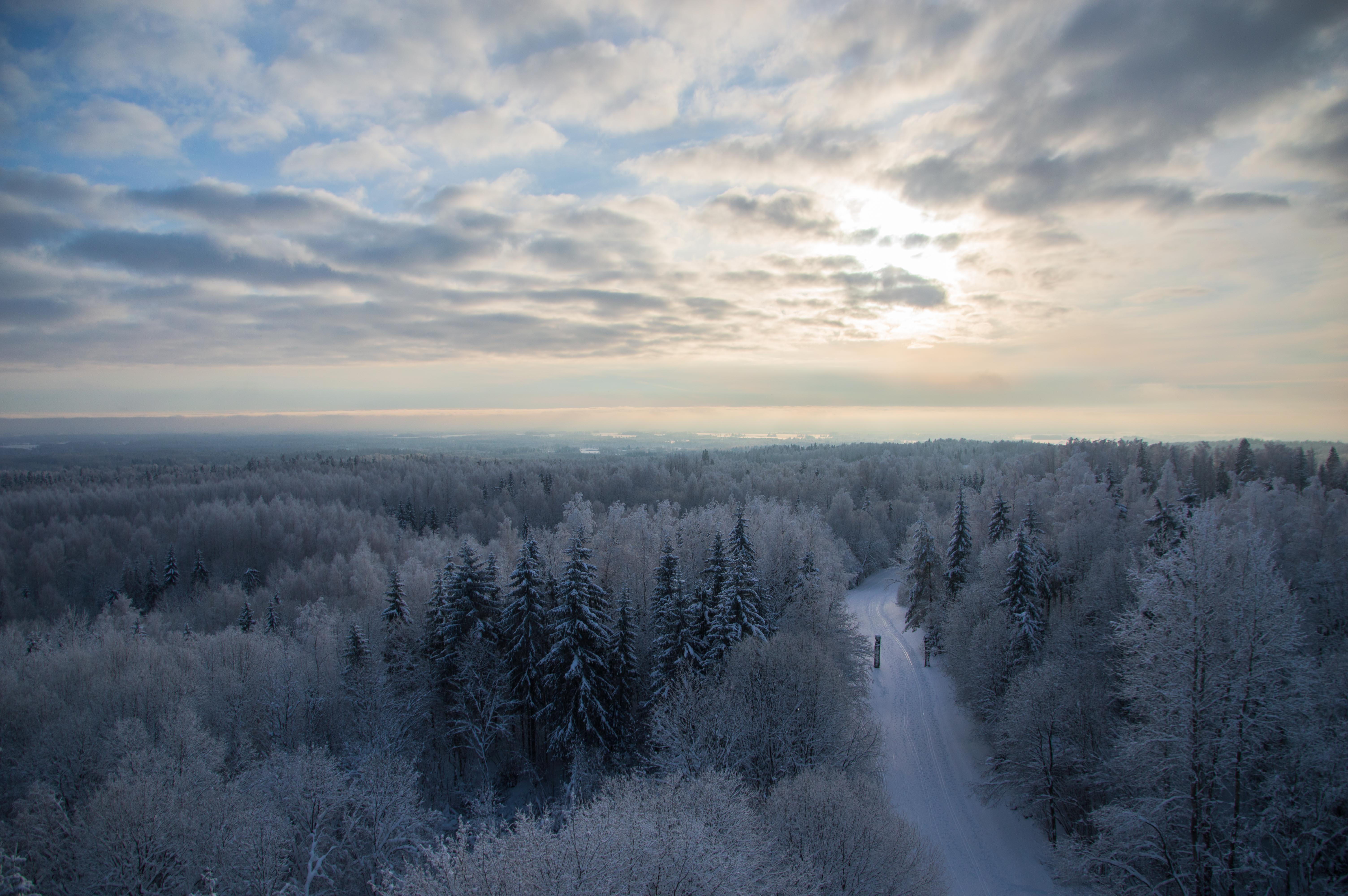 Winter forest landscape