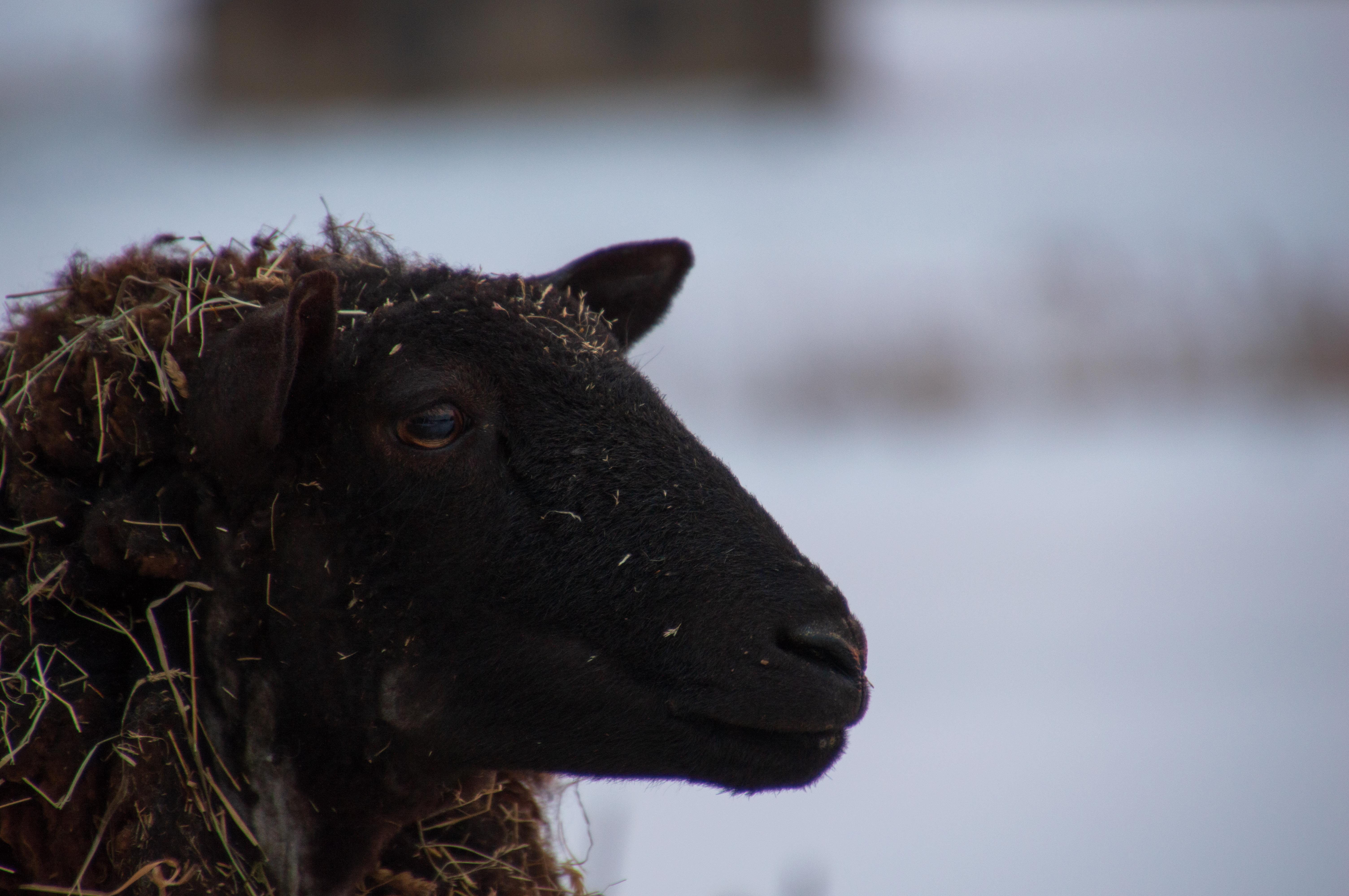 Black sheep portrait